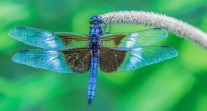 Window Skimmer at Rest - Photo by Libby Lord