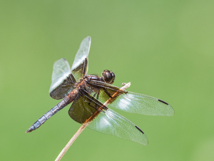 Class B 1st: Wings poised and ready to go by Bob Ferrante