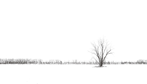 Winter Trees - Photo by Ian Veitzer
