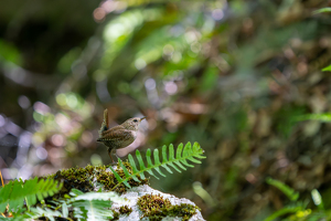 Winter Wren Is Coming - Photo by Alison Wilcox