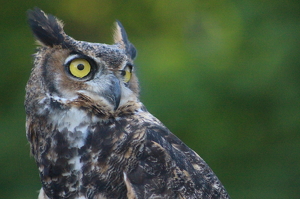 Wise Old Owl - Photo by Harold Grimes