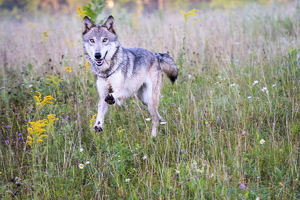 Wolf in the Fog - Photo by Danielle D'Ermo