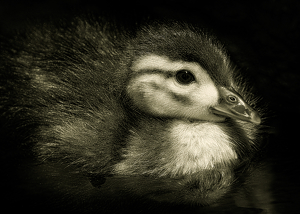 Wood Duck Chick by Grace Yoder