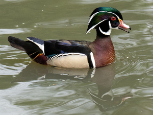 Class B HM: Wood Duck by Kevin Hulse