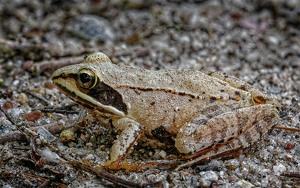 Wood Frog - Photo by John McGarry