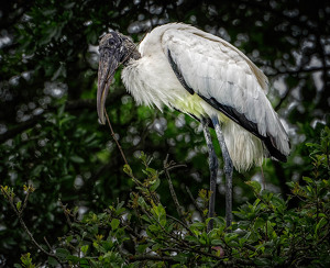 Salon HM: Wood Stork Gathering Nesting Material by John McGarry