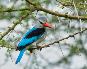 Woodland Kingfisher - Photo by Susan Case