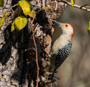 Woody At Work - Photo by Marylou Lavoie