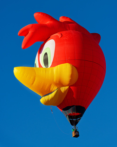 Woody Woodpecker in Flight - Photo by John McGarry