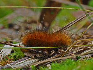 Woolly Bear on the Run - Photo by Karin Lessard