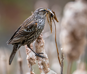 Working on the Nest - Photo by Bill Payne