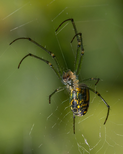 Class A 1st: Working the Web by Karin Lessard