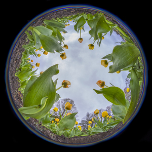 Worm's Eye View of Tulips - Photo by Nancy Schumann