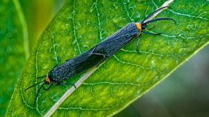 Yellow Collared Scape Moths Mating - Photo by John McGarry