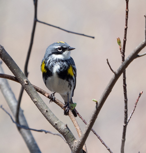 Yellow-rumped Warbler - Photo by Bob Ferrante