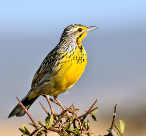 Salon HM: Yellow-throated Longclaw by Susan Case