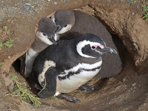 You know I Sure Am Glad Mother Is Protecting Us - Photo by Louis Arthur Norton