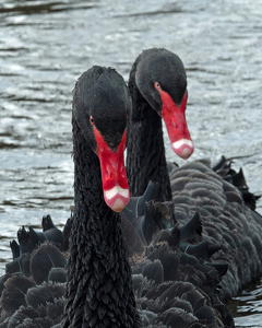 You lookin' at us...... - Photo by Karin Lessard