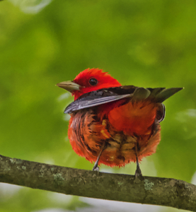 You lookin'at me? - Photo by Ben Skaught