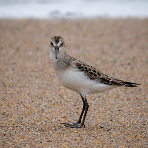 You Looking at Me - Photo by Bill Payne