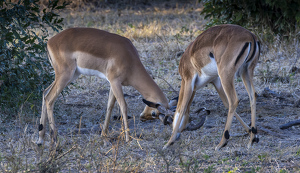 Young Bucks in Training - Photo by Nancy Schumann